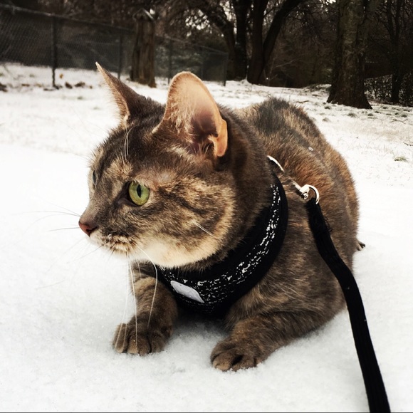 Meet your Posher, Lex - Picture 1 of 1